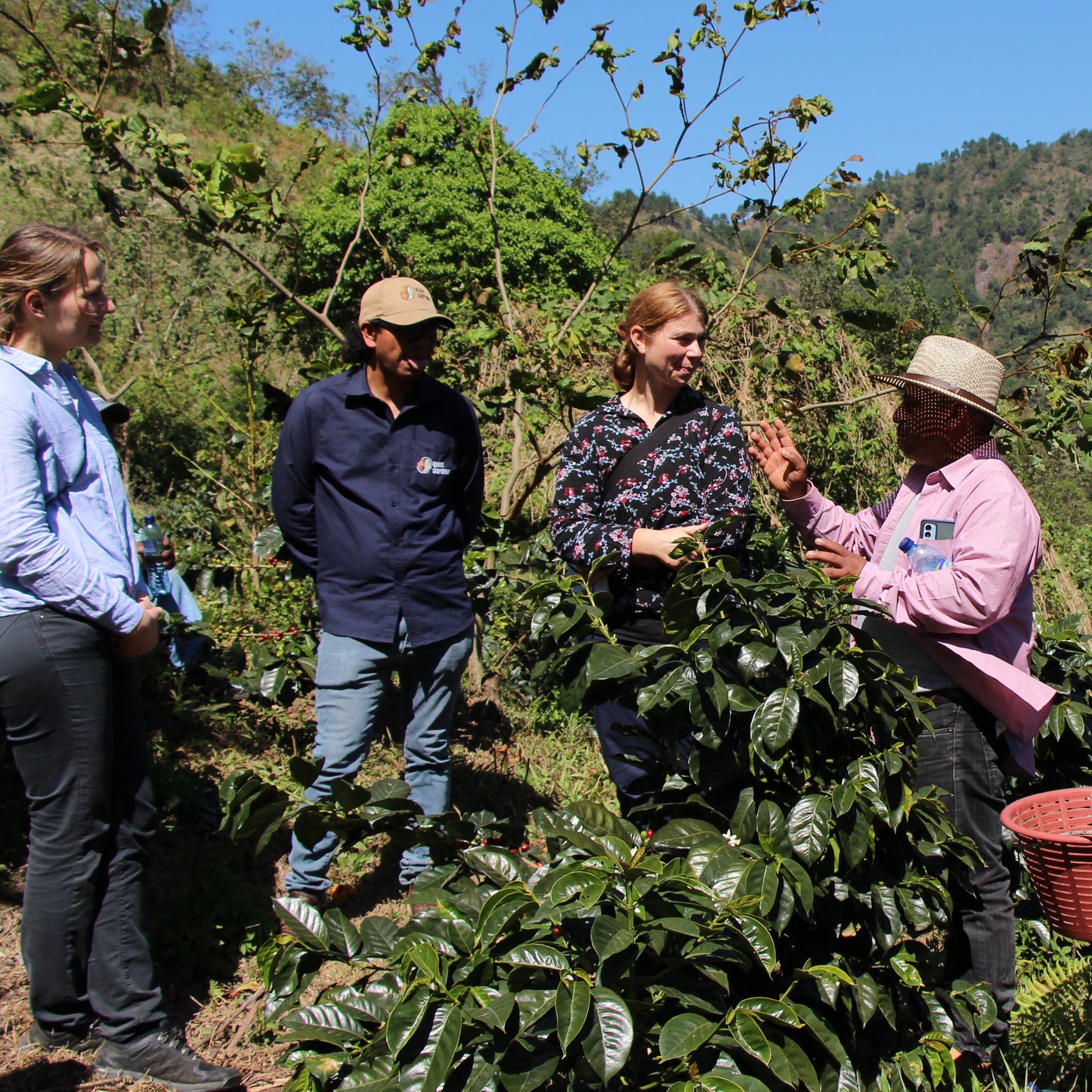 BIO GUATEMALA MANOS CAMPESINAS Ernte 2023