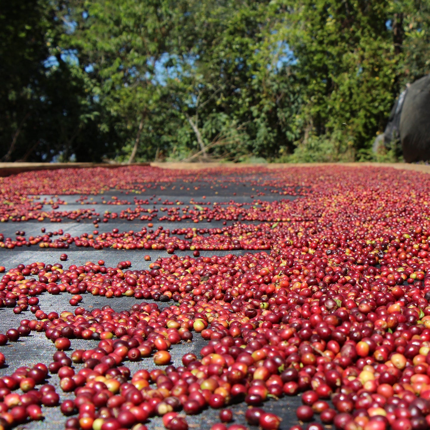 NEU! BIO HONDURAS COMBRIFOL Ernte 2025