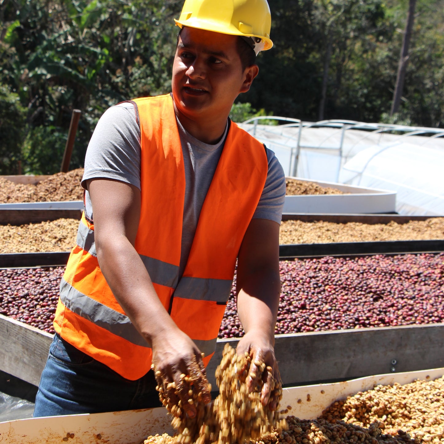NEU!! BIO HONDURAS COMBRIFOL HONEY Ernte 2024