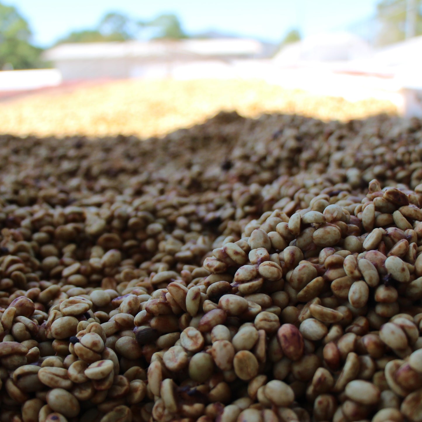 NEU!! BIO HONDURAS COMBRIFOL HONEY Ernte 2024