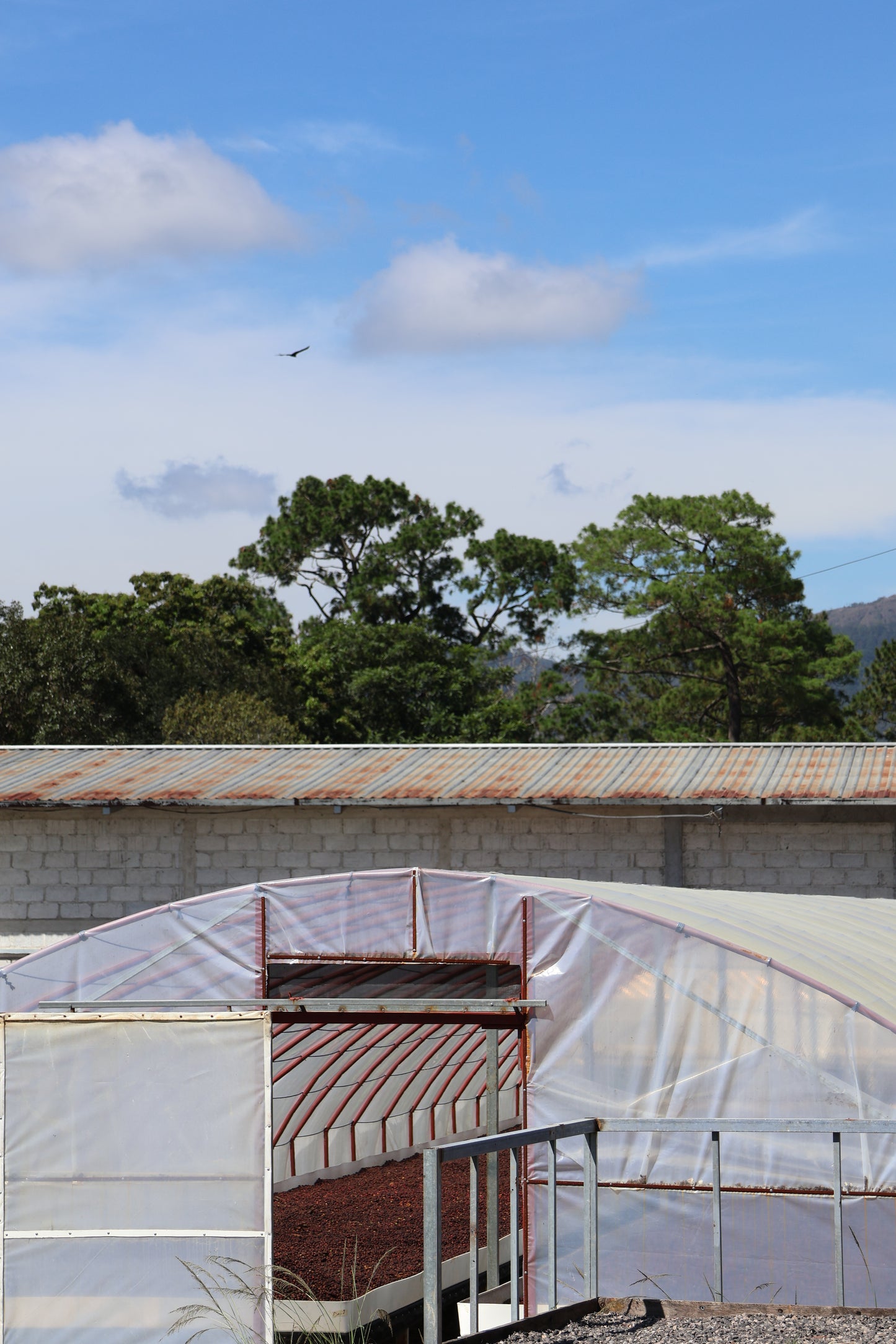 NEU!! BIO HONDURAS COMBRIFOL HONEY Ernte 2024