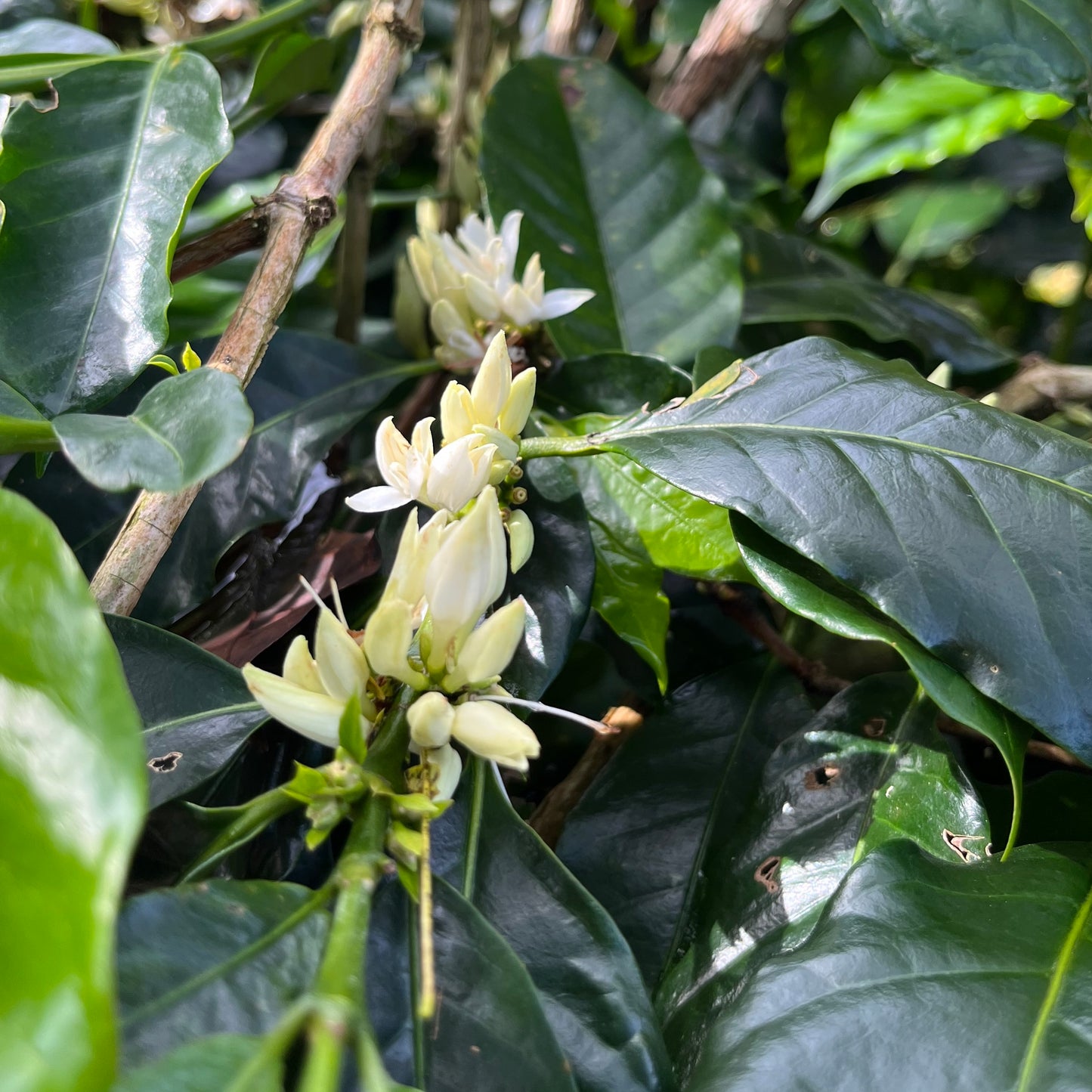 BIO INDONESIEN PERMATA GAYO Ernte 2025