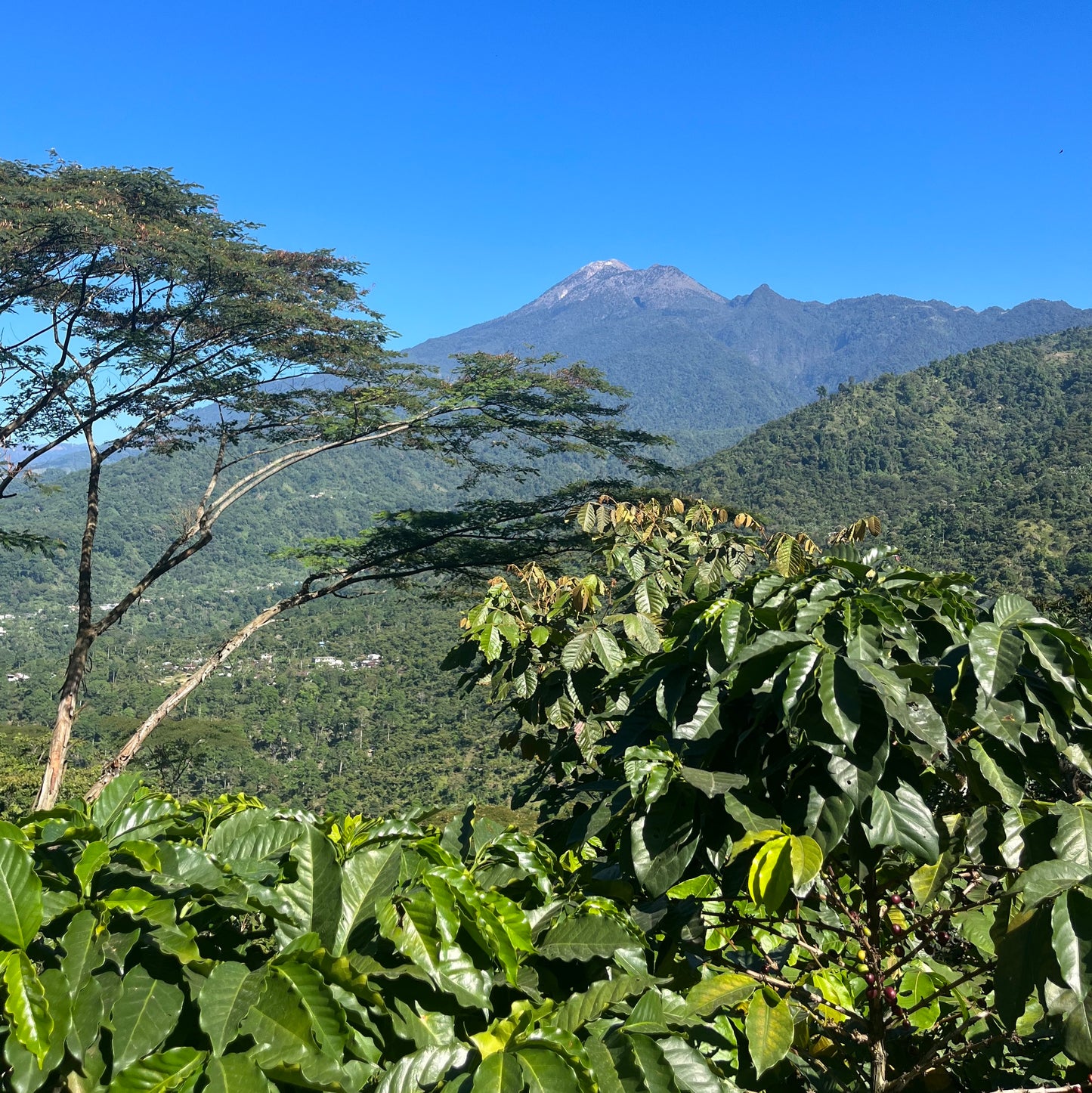 BIO GUATEMALA MANOS CAMPESINAS Ernte 2023