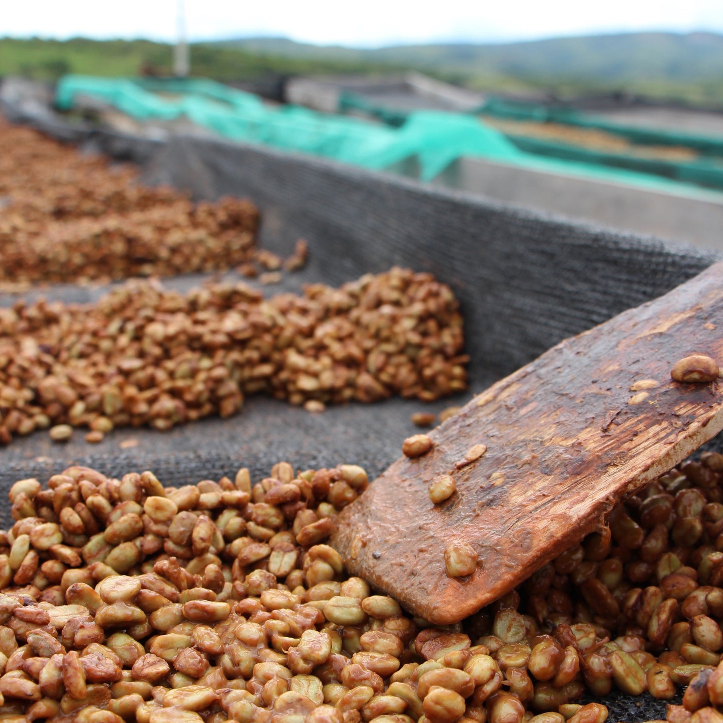 BIO PERU BIO CENFROCAFE HONEY Ernte 2022