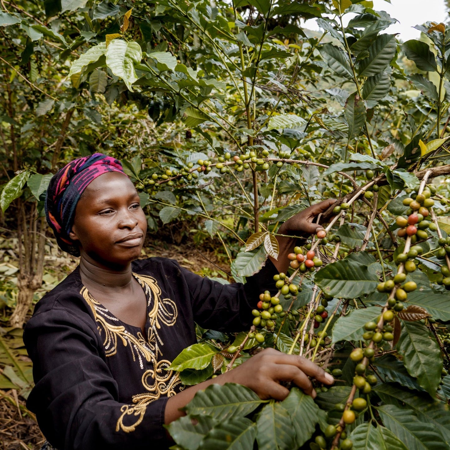 NEU! BIO D.R. KONGO MUUNGANO Ernte 2025