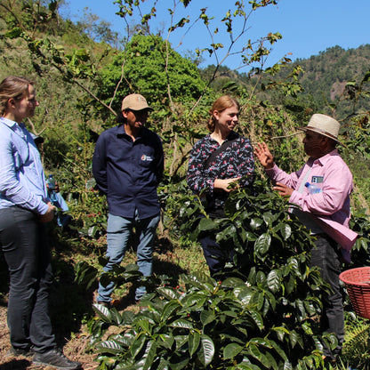 BIO GUATEMALA MANOS CAMPESINAS Ernte 2023