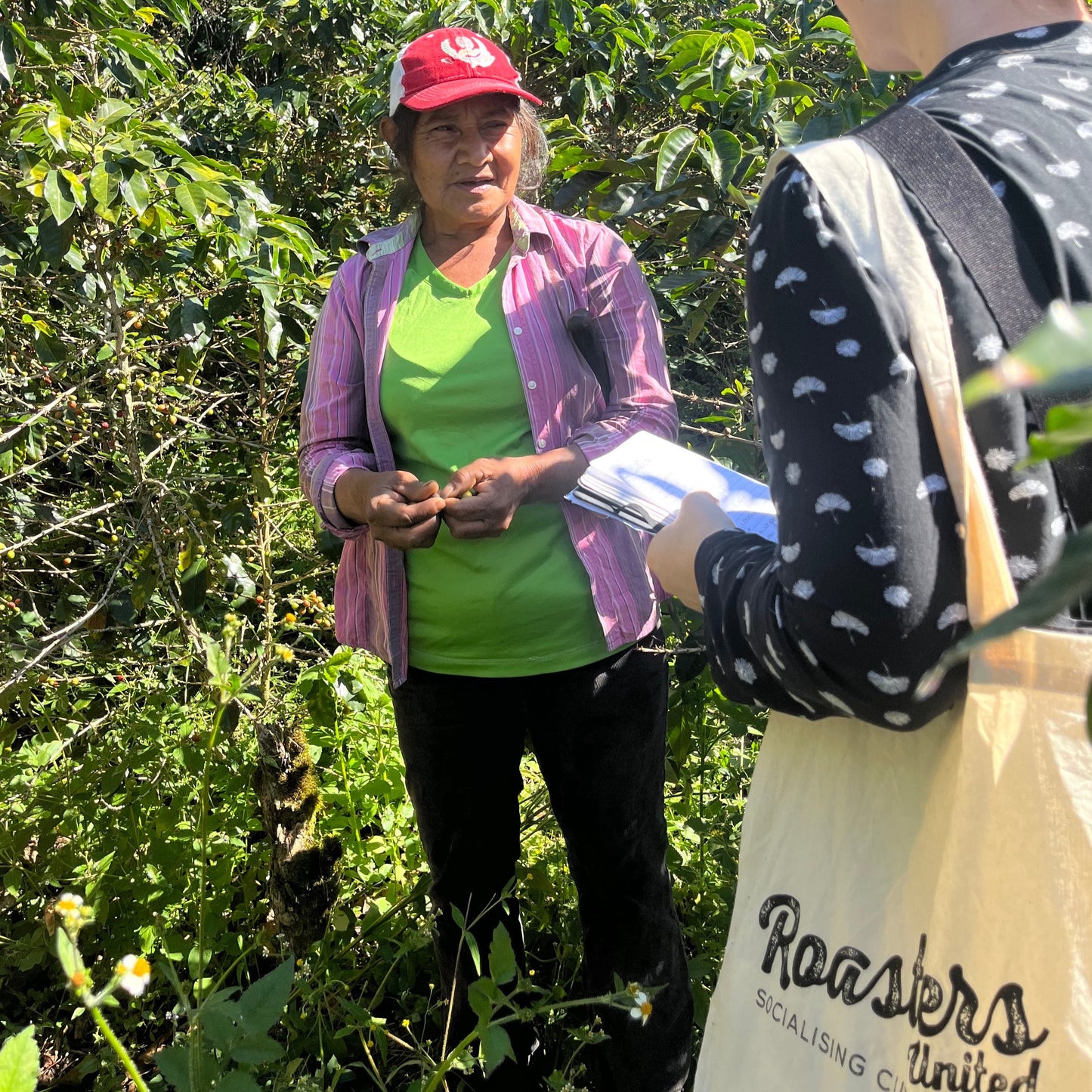 BIO DECAF HONDURAS APROLMA Ernte 2023