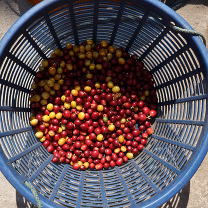 NEU!! BIO SAN MIGUEL GUATEMALA Ernte 2026