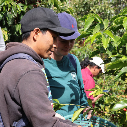 NEU!! BIO SAN MIGUEL GUATEMALA Ernte 2026