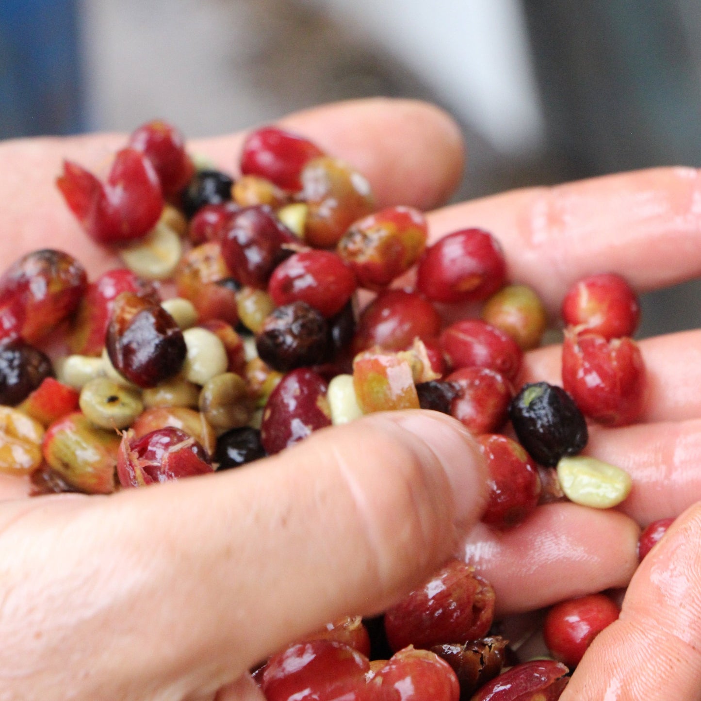 BIO BRASILIEN FAZENDA SANTO ANDRÉ natural Ernte 2022