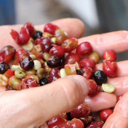 BIO BRASILIEN FAZENDA SANTO ANDRÉ natural Ernte 2022