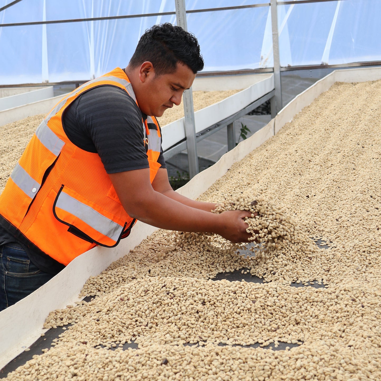 BIO HONDURAS COMBRIFOL Ernte 2026