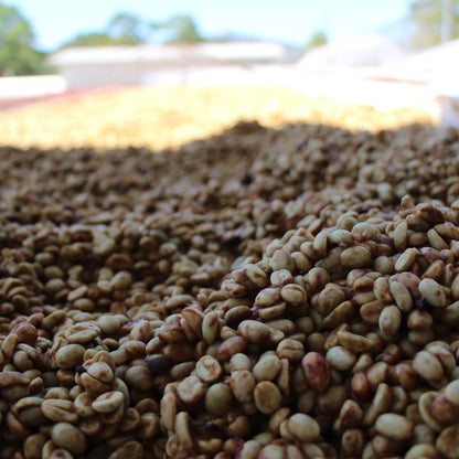 NEU!! BIO HONDURAS COMBRIFOL HONEY Ernte 2024