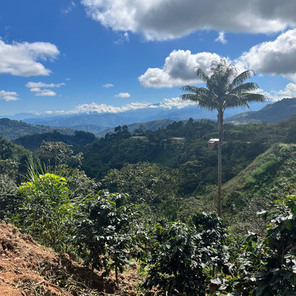 NEU! BIO GEISHA PERU Ernte 2025