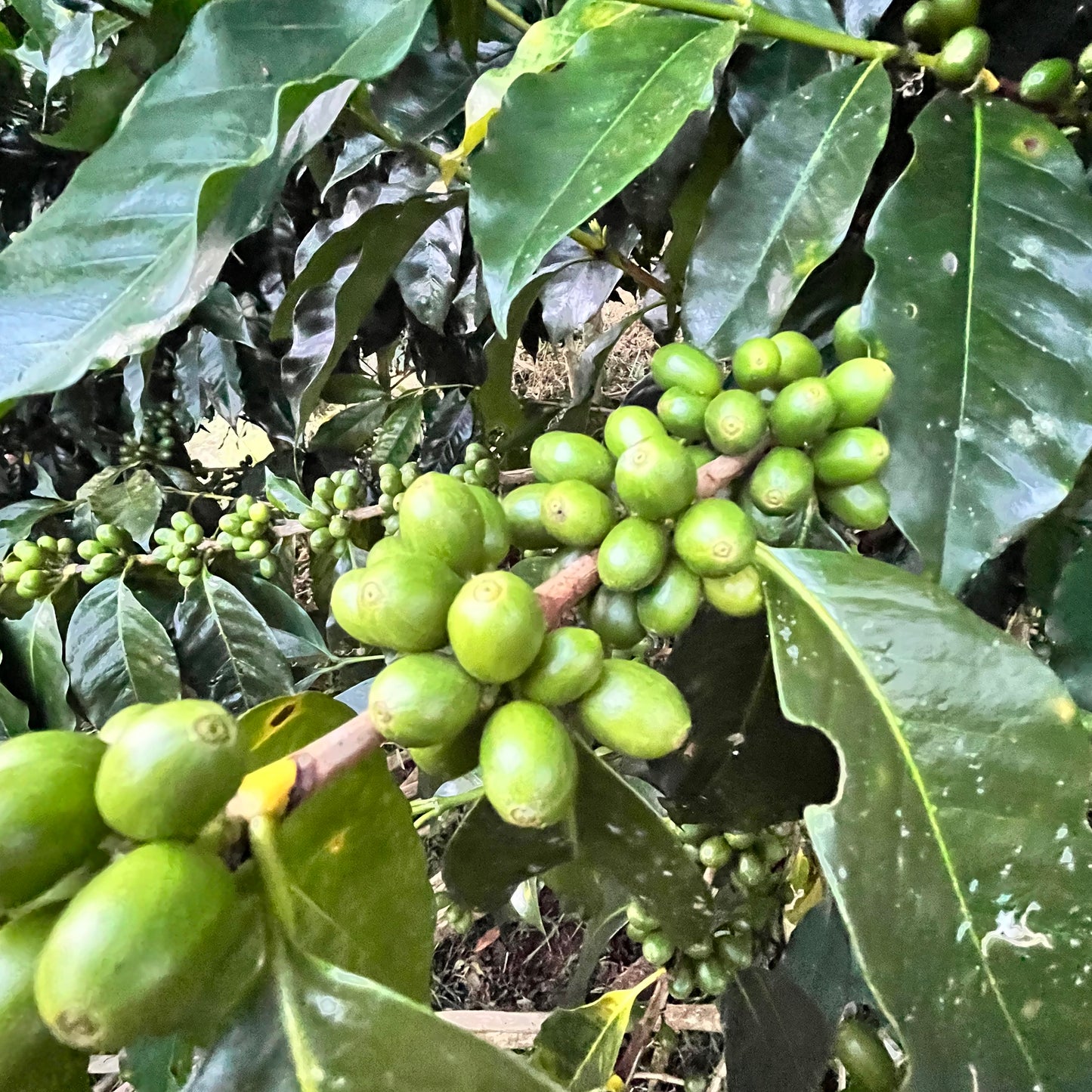 NEU! BIO GEISHA PERU Ernte 2025