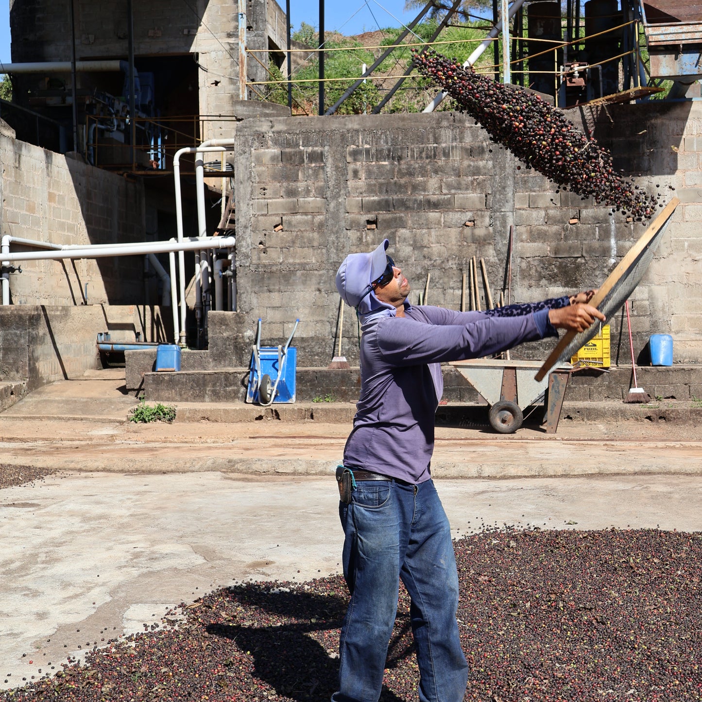 BIO DARK SIDE Brasilien Ernte 2025