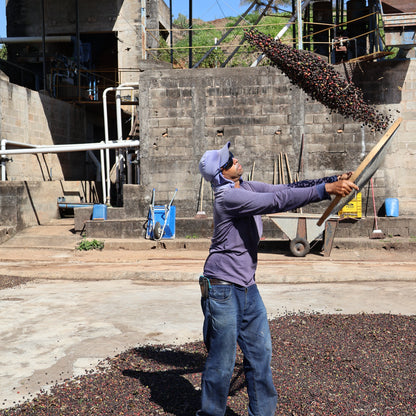 BIO DARK SIDE Brasilien Ernte 2025