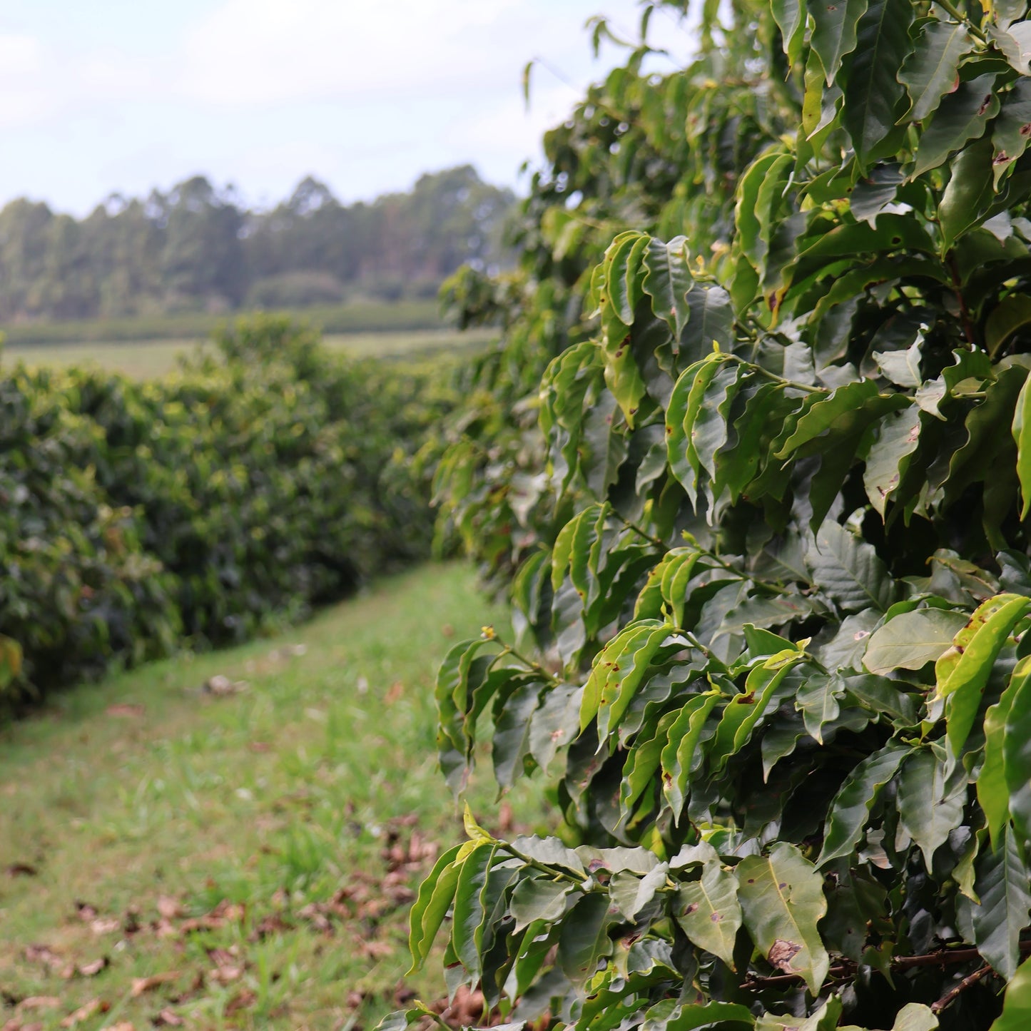 BIO BRASILIEN ARARA Microlot Ernte 2024