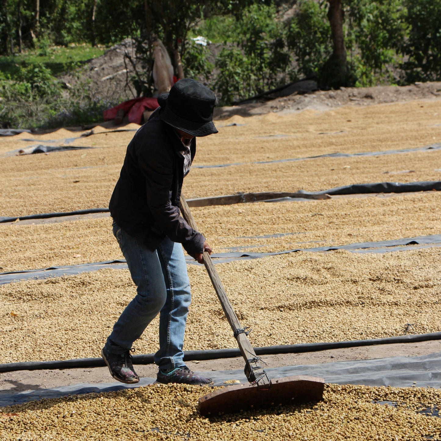 BIO DECAF HONDURAS APROLMA Ernte 2023