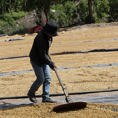 BIO DECAF HONDURAS APROLMA Ernte 2023