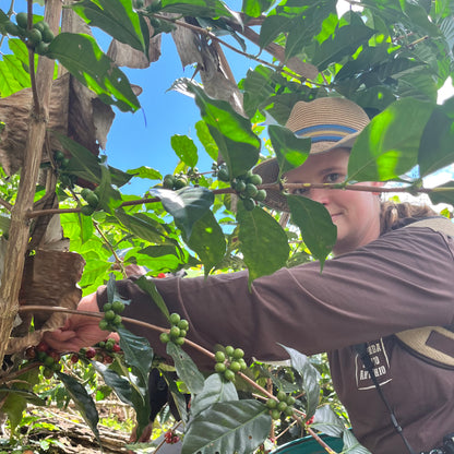 NEU! BIO PERU CENFROCAFE Ernte 2025