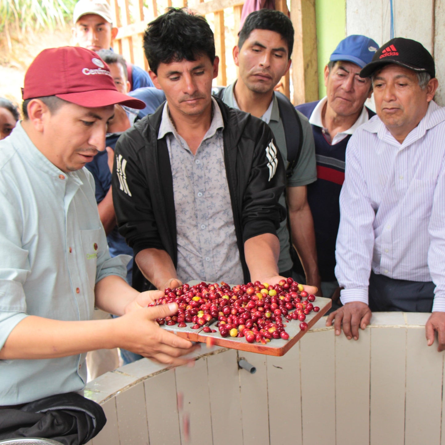 BIO DECAF PERU CENFROCAFE Ernte 2022