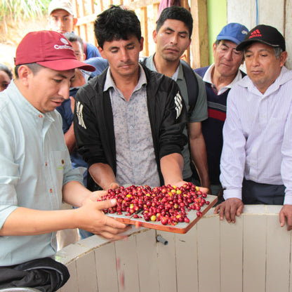 BIO DECAF PERU CENFROCAFE Ernte 2022